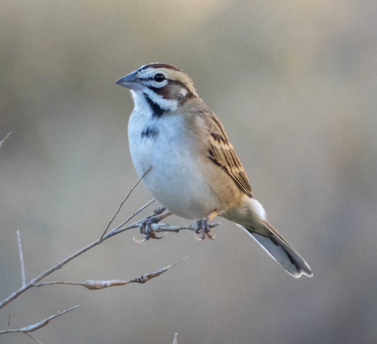 Lark Sparrow - ML188648031