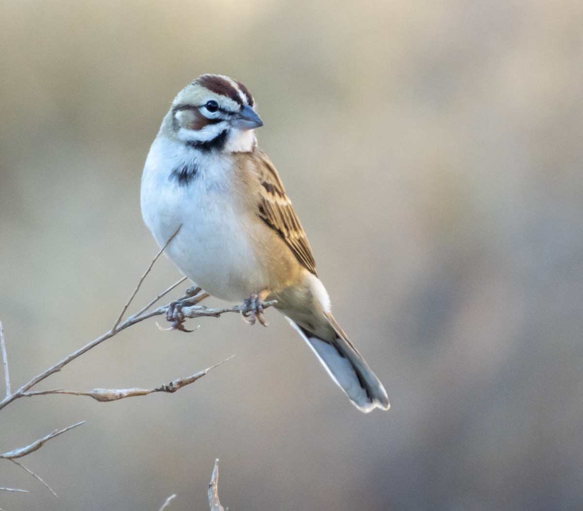 Lark Sparrow - ML188648061