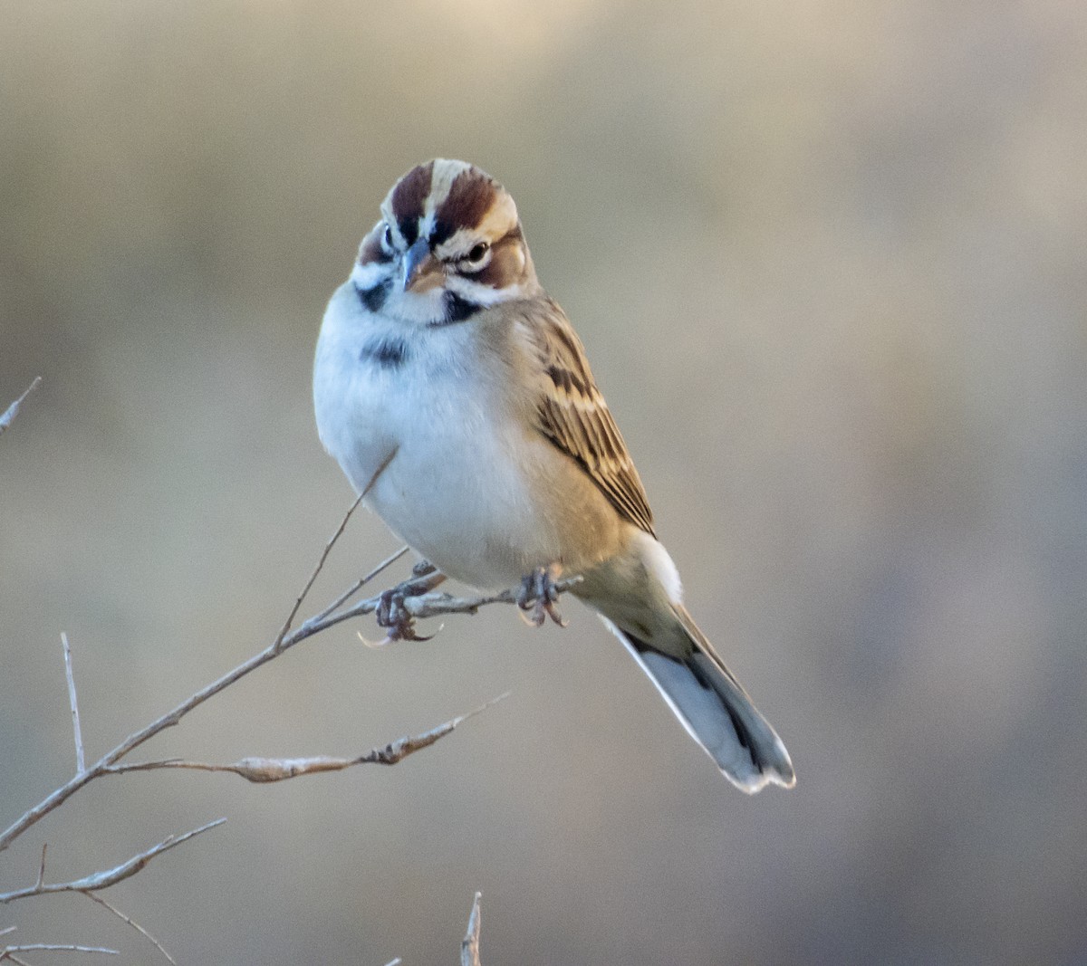 Lark Sparrow - Norman Pillsbury