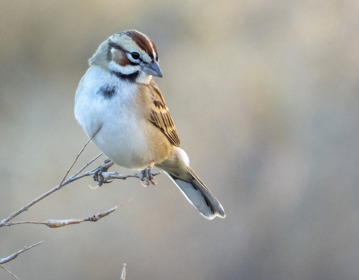 Lark Sparrow - ML188648171