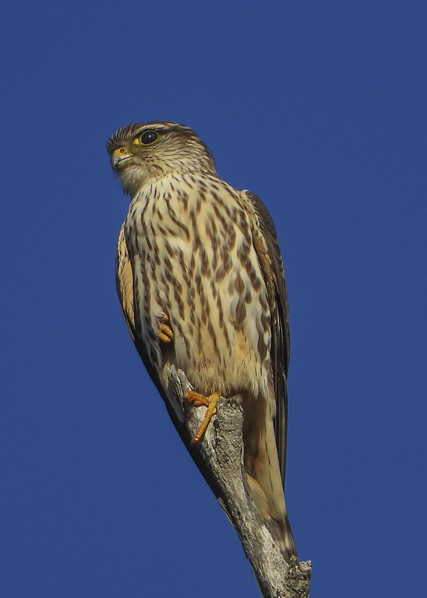 Merlin - ML188648291