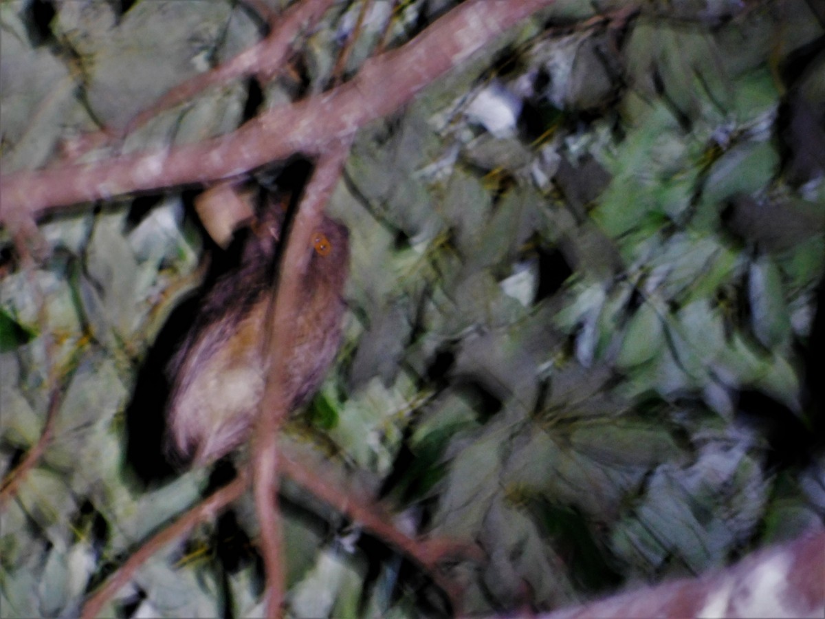 Tawny-bellied Screech-Owl - ML188648841