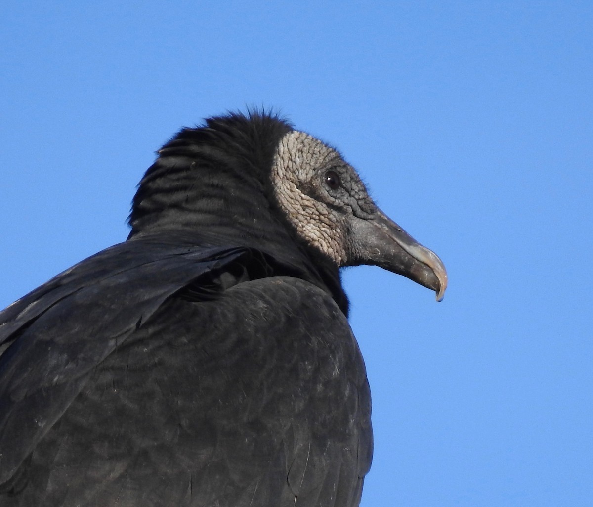 Black Vulture - Van Remsen