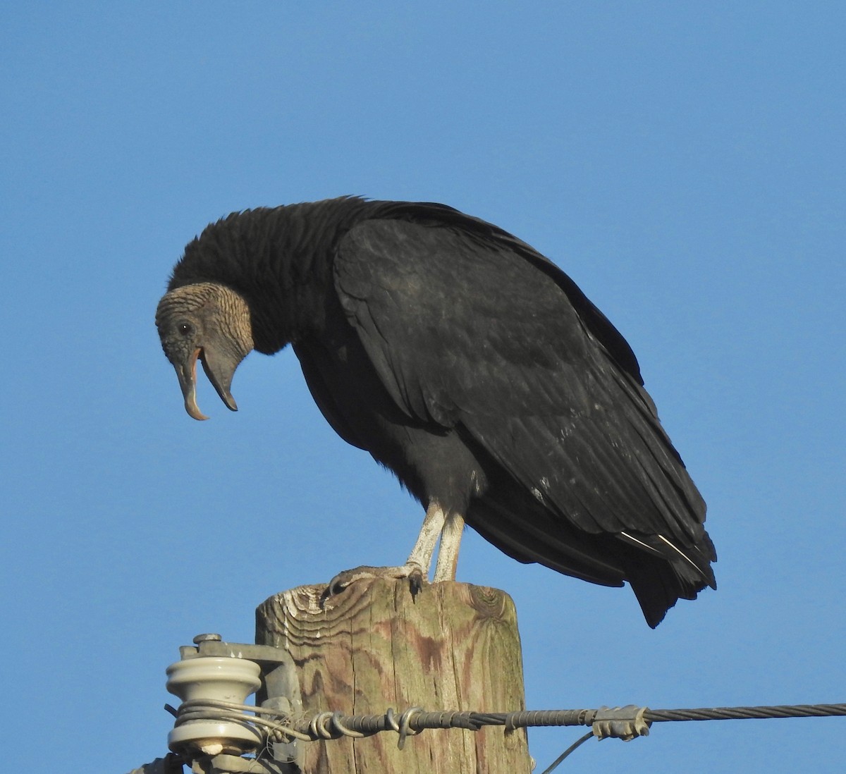 Black Vulture - Van Remsen