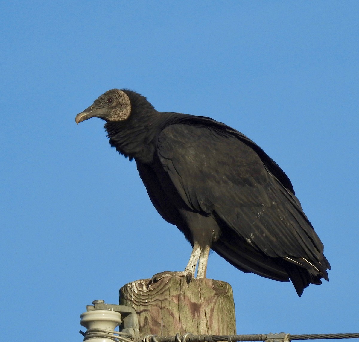 Black Vulture - Van Remsen