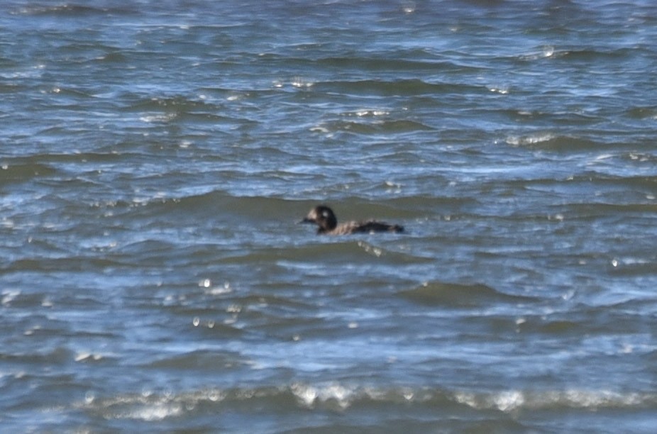 White-winged Scoter - Kathy Marche