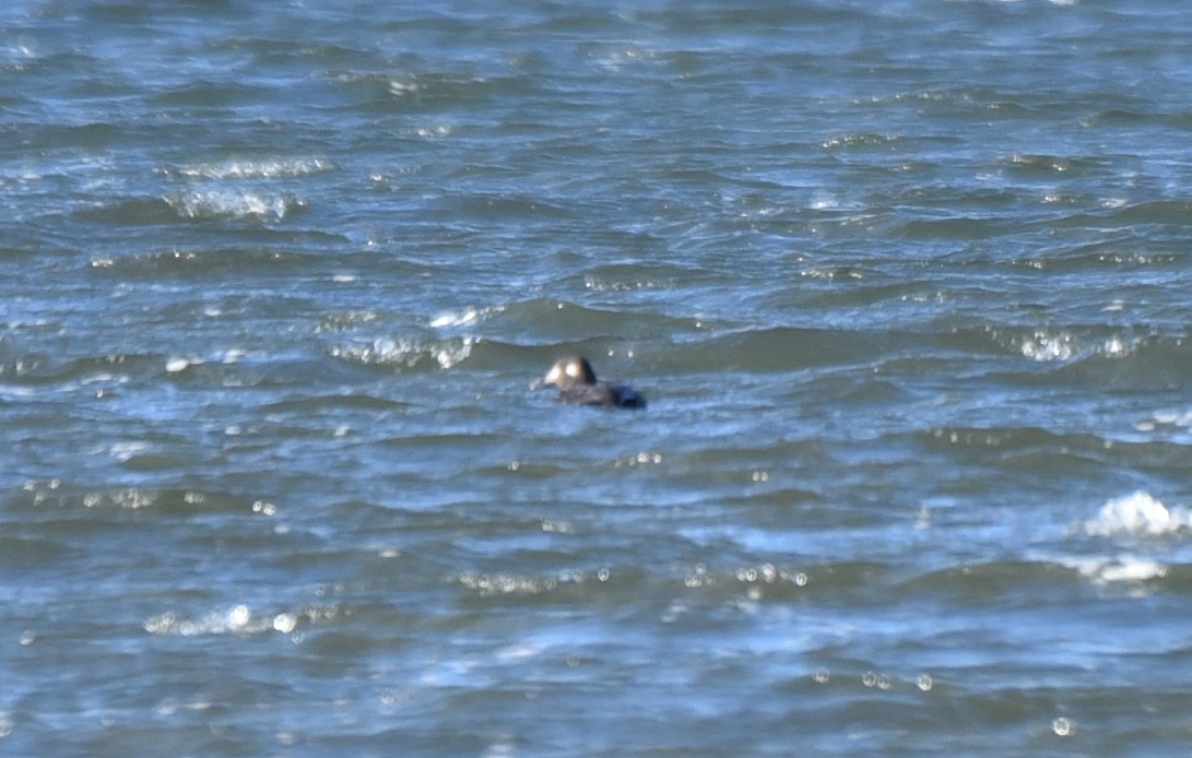 White-winged Scoter - Kathy Marche