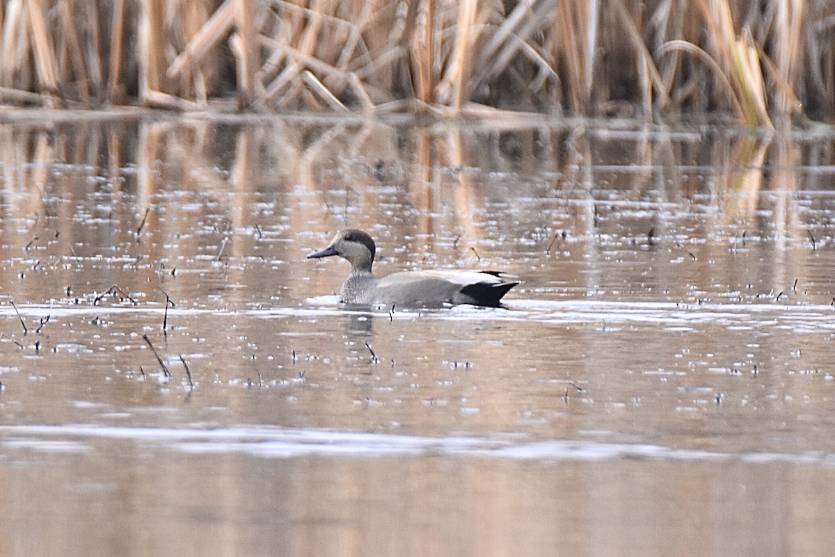 Gadwall - Pete Monacell