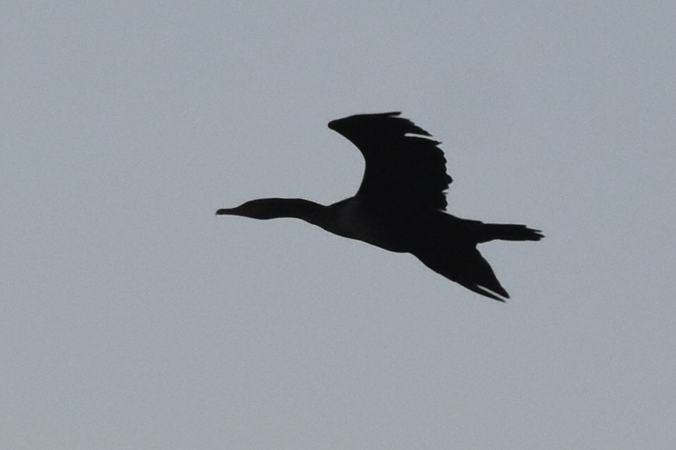 Double-crested Cormorant - ML188658241