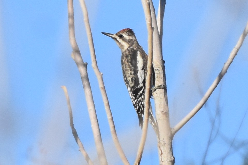 Yellow-bellied Sapsucker - ML188658411