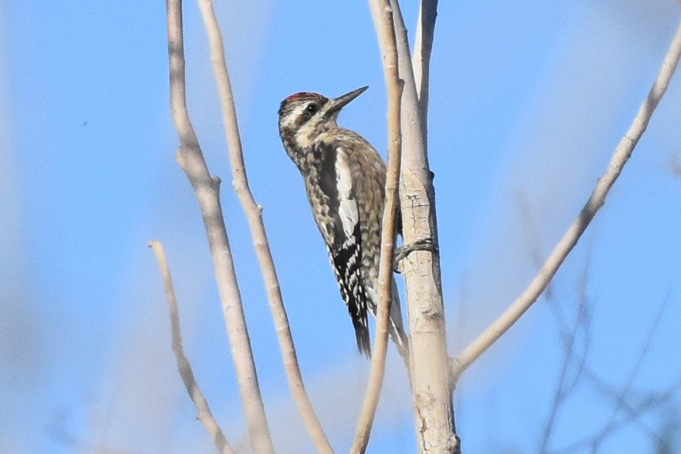 Yellow-bellied Sapsucker - ML188658421