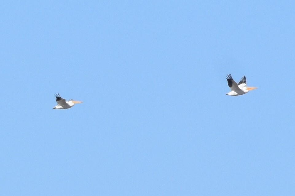 American White Pelican - ML188658561