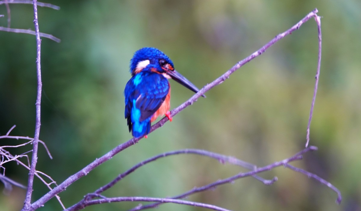 Blue-eared Kingfisher - ML188658741