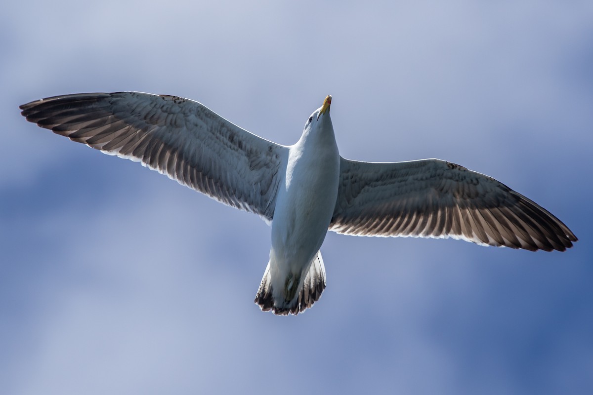 Kelp Gull (dominicanus) - Ramit Singal