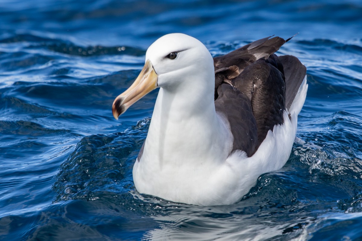 Black-browed Albatross (Black-browed) - Ramit Singal