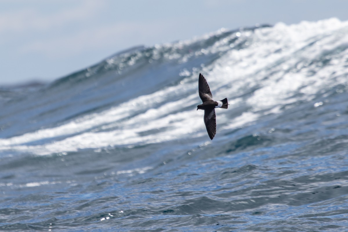 Wilson's Storm-Petrel - Ramit Singal