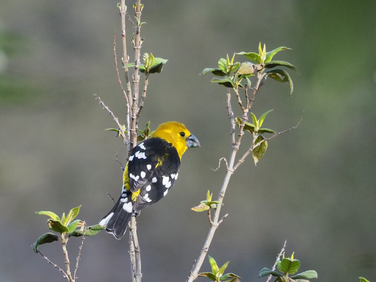 Cardinal à tête jaune - ML188661761