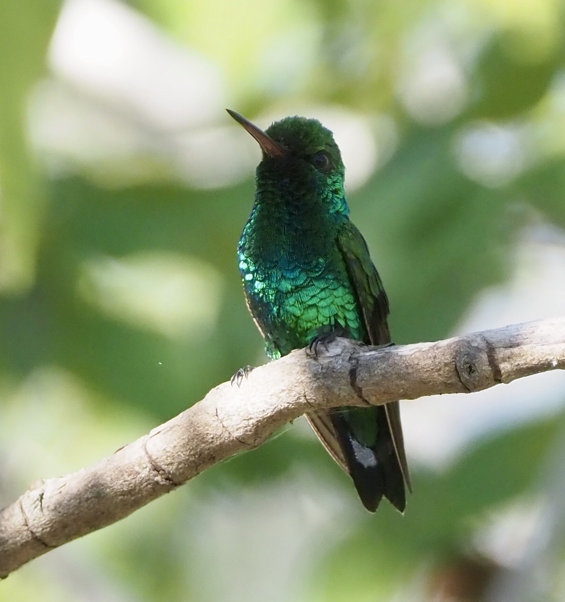 Red-billed Emerald - ML188662551