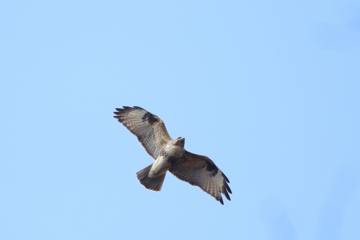 Eastern Buzzard - ML188662751