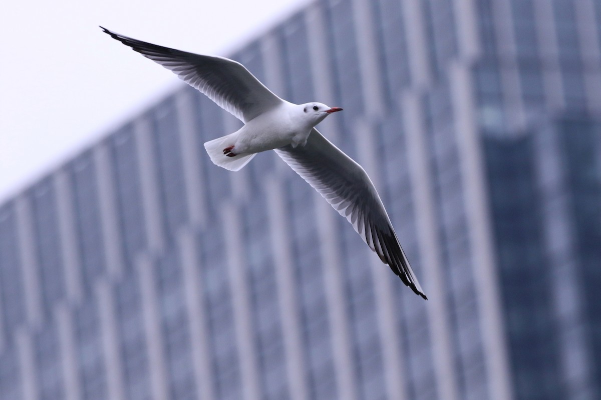 Mouette rieuse - ML188664101