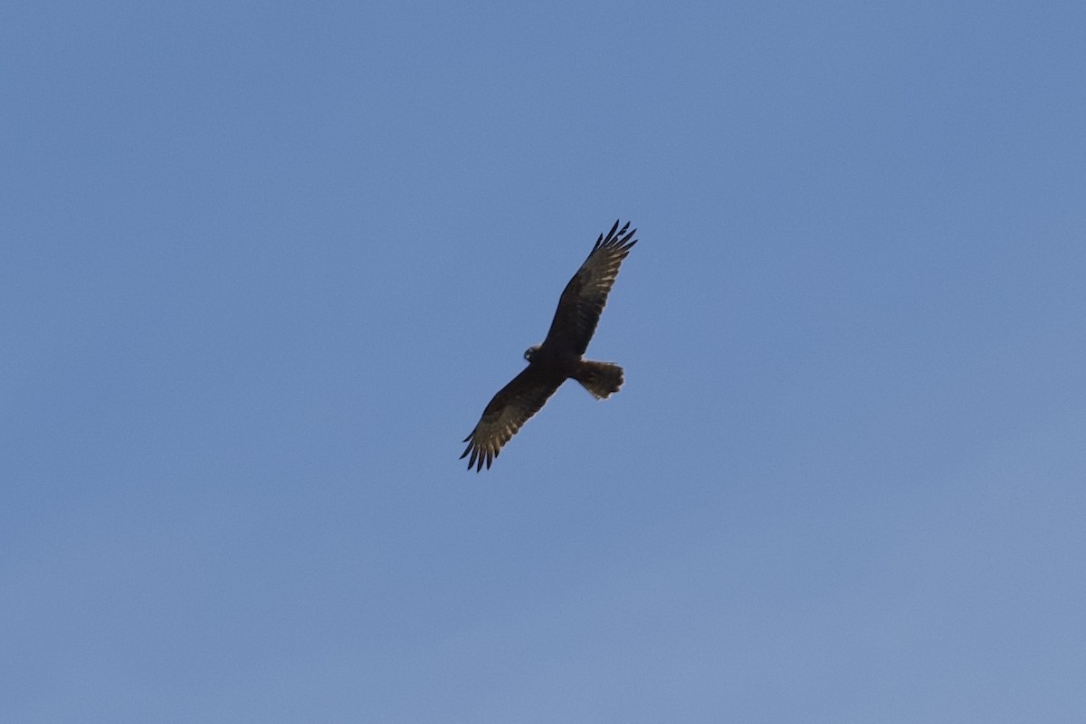 Swamp Harrier - ML188664641