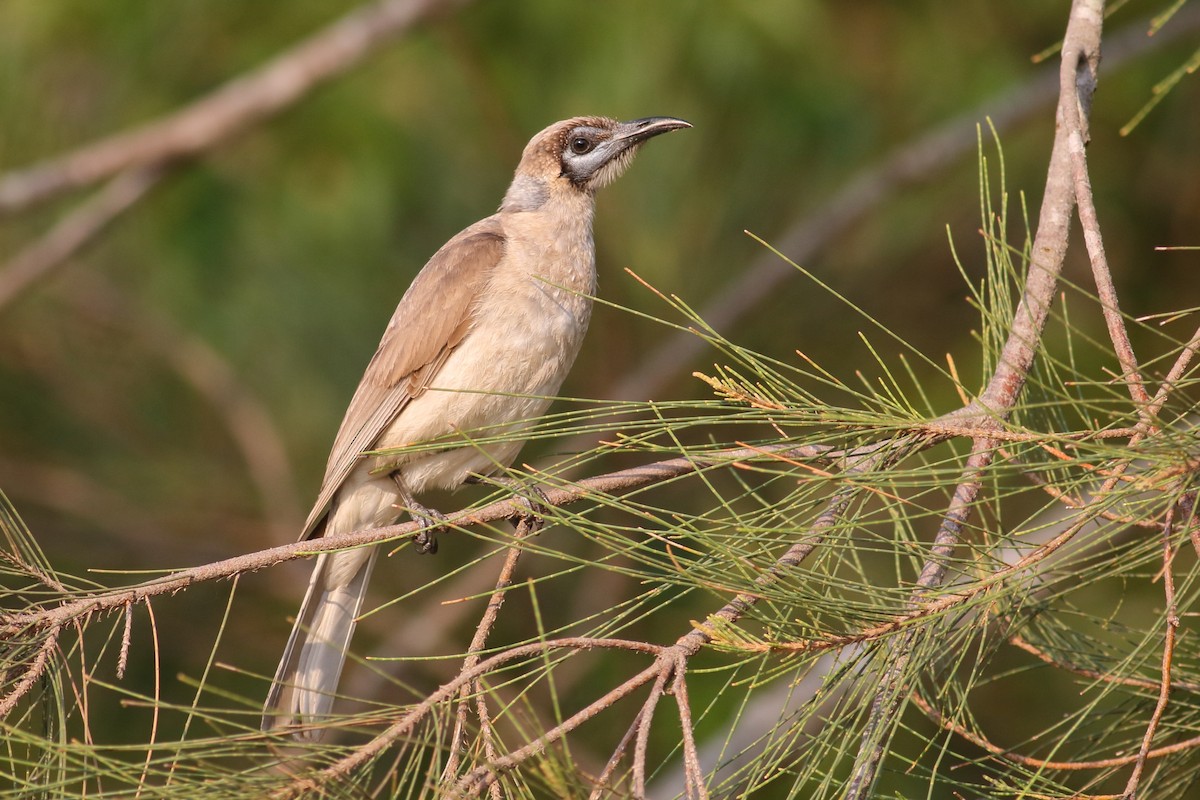 Little Friarbird - ML188665511