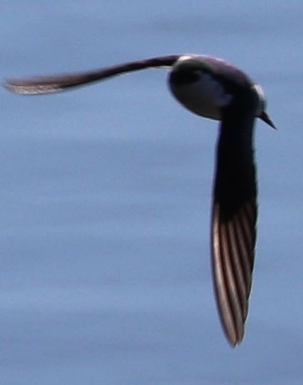 Violet-green Swallow - David Kettering