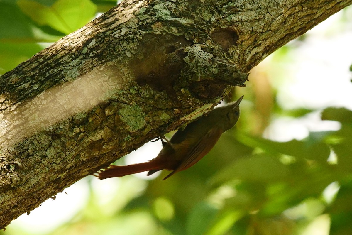Olivaceous Woodcreeper - Jane Patterson
