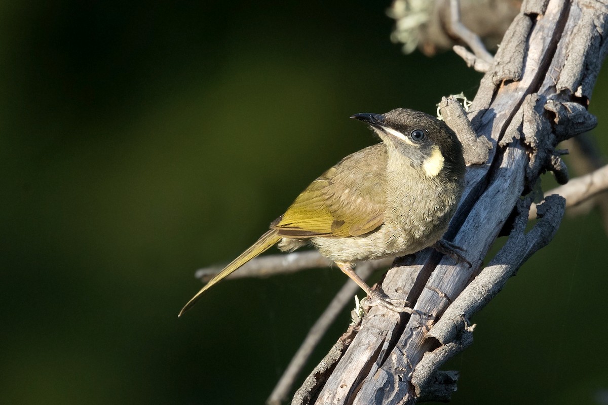 Lewin's Honeyeater - ML188668551