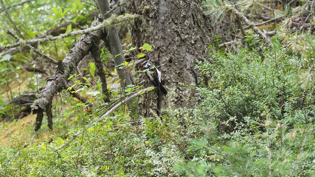 Hairy Woodpecker - ML188668841