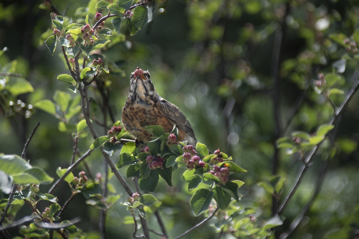 American Robin - ML188668981