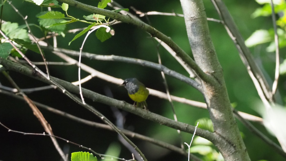 MacGillivray's Warbler - ML188669081