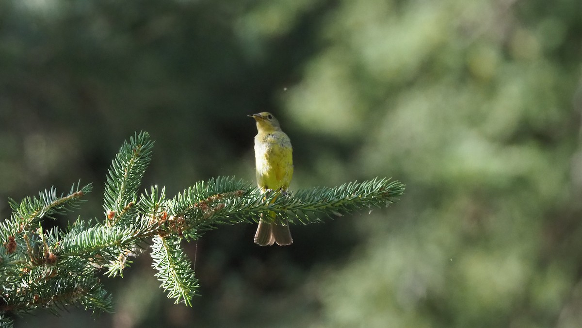 Western Tanager - ML188669501