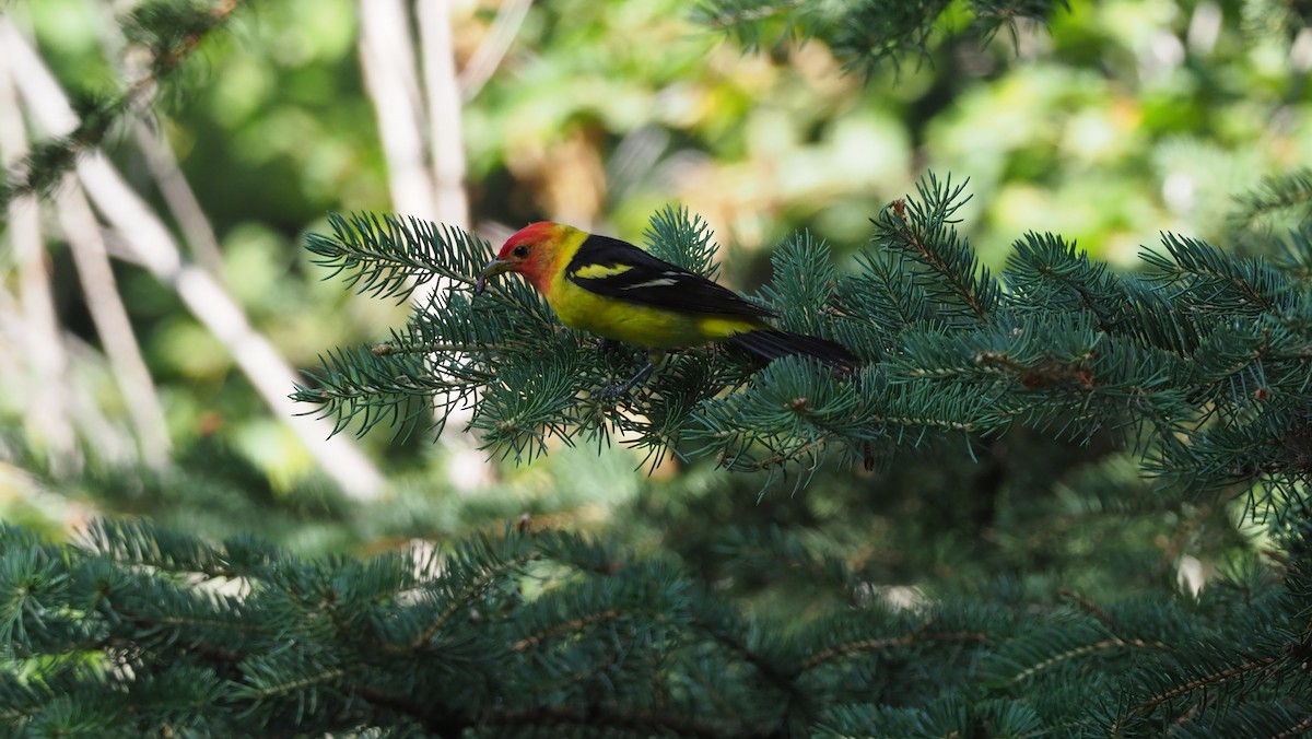 Western Tanager - Fran Meyerson