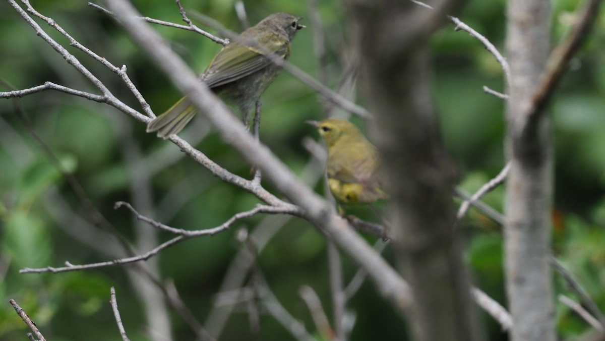 Orange-crowned Warbler - Fran Meyerson