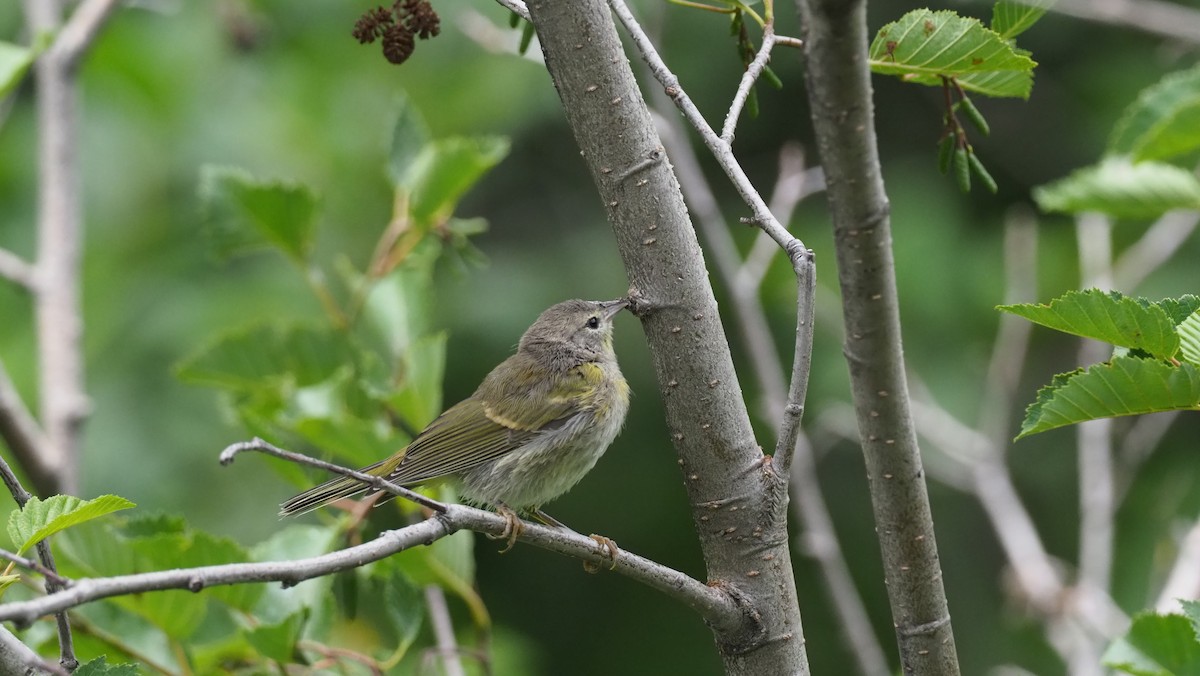 Orange-crowned Warbler - ML188670431