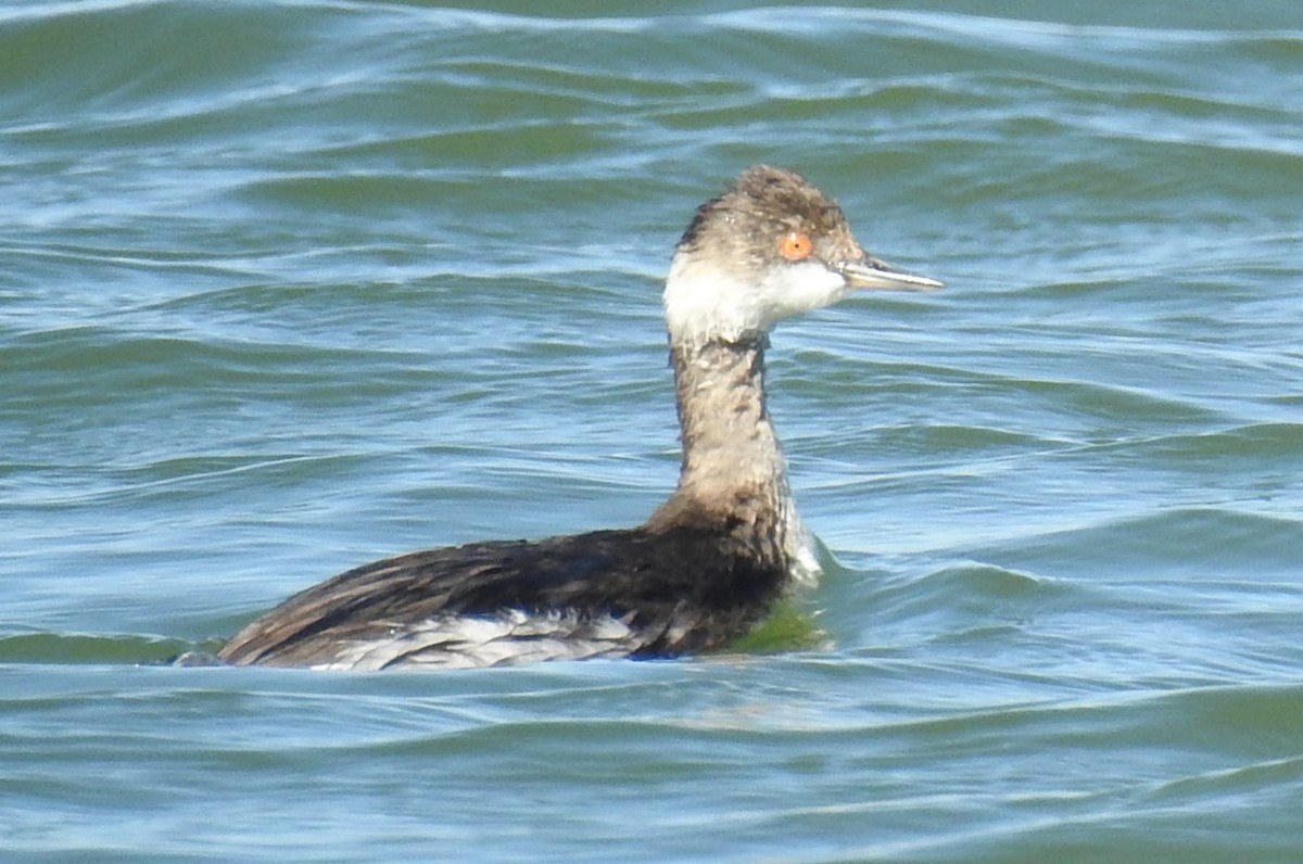 Eared Grebe - ML188670981