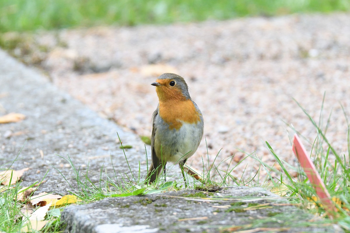 European Robin - terence zahner