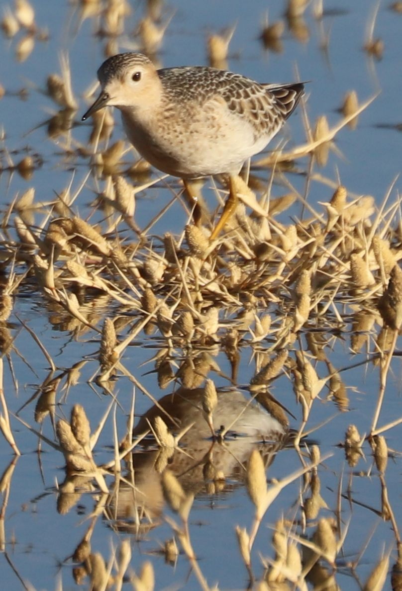 Buff-breasted Sandpiper - ML188672041