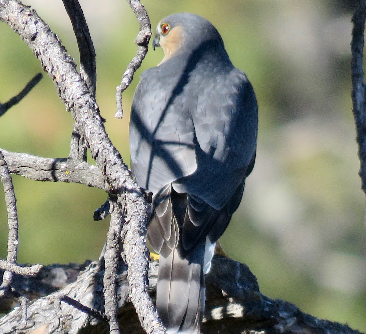 Sharp-shinned Hawk - Mark A. Brogie