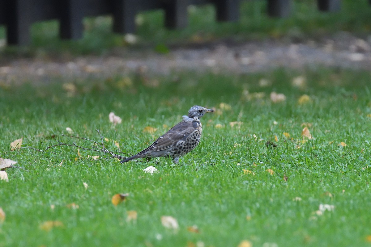 Fieldfare - terence zahner