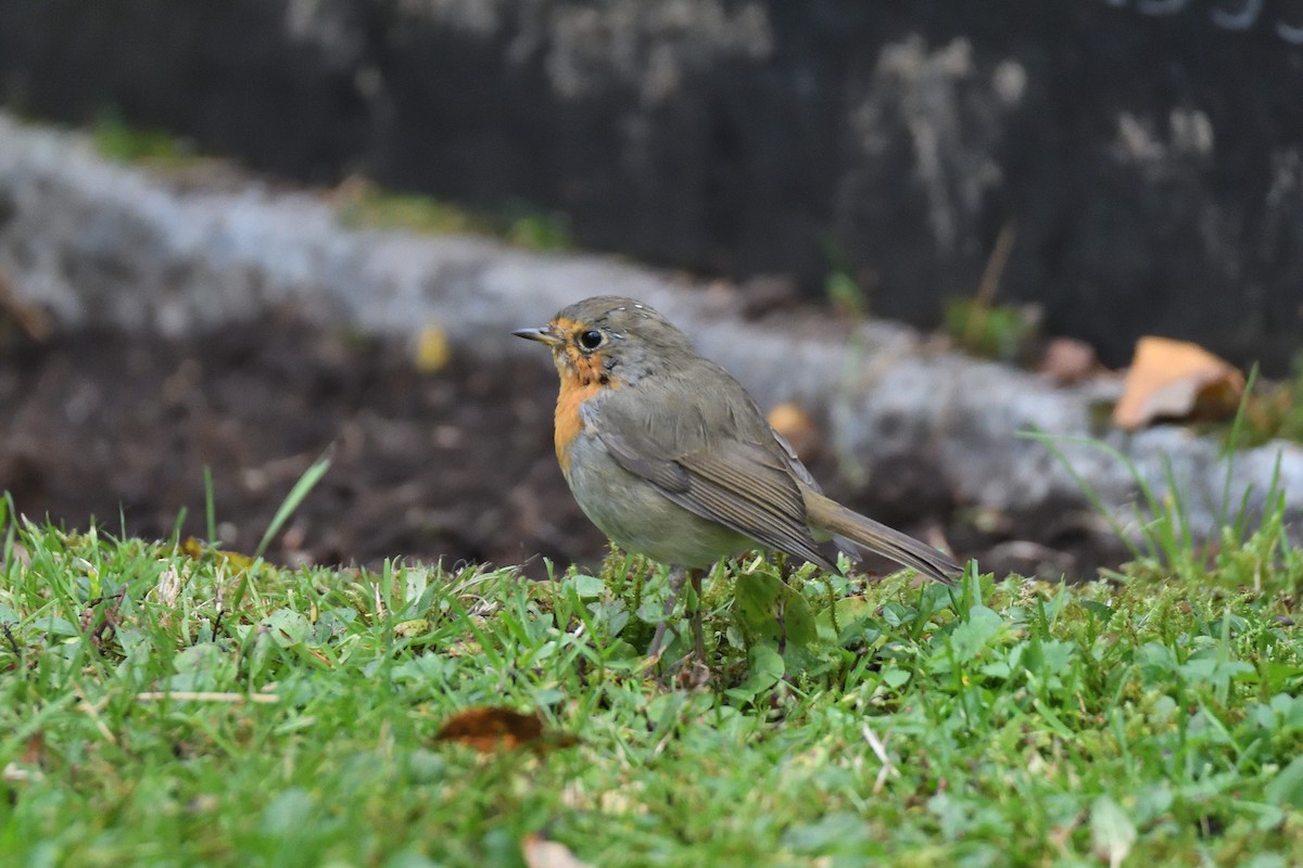 European Robin - ML188672401