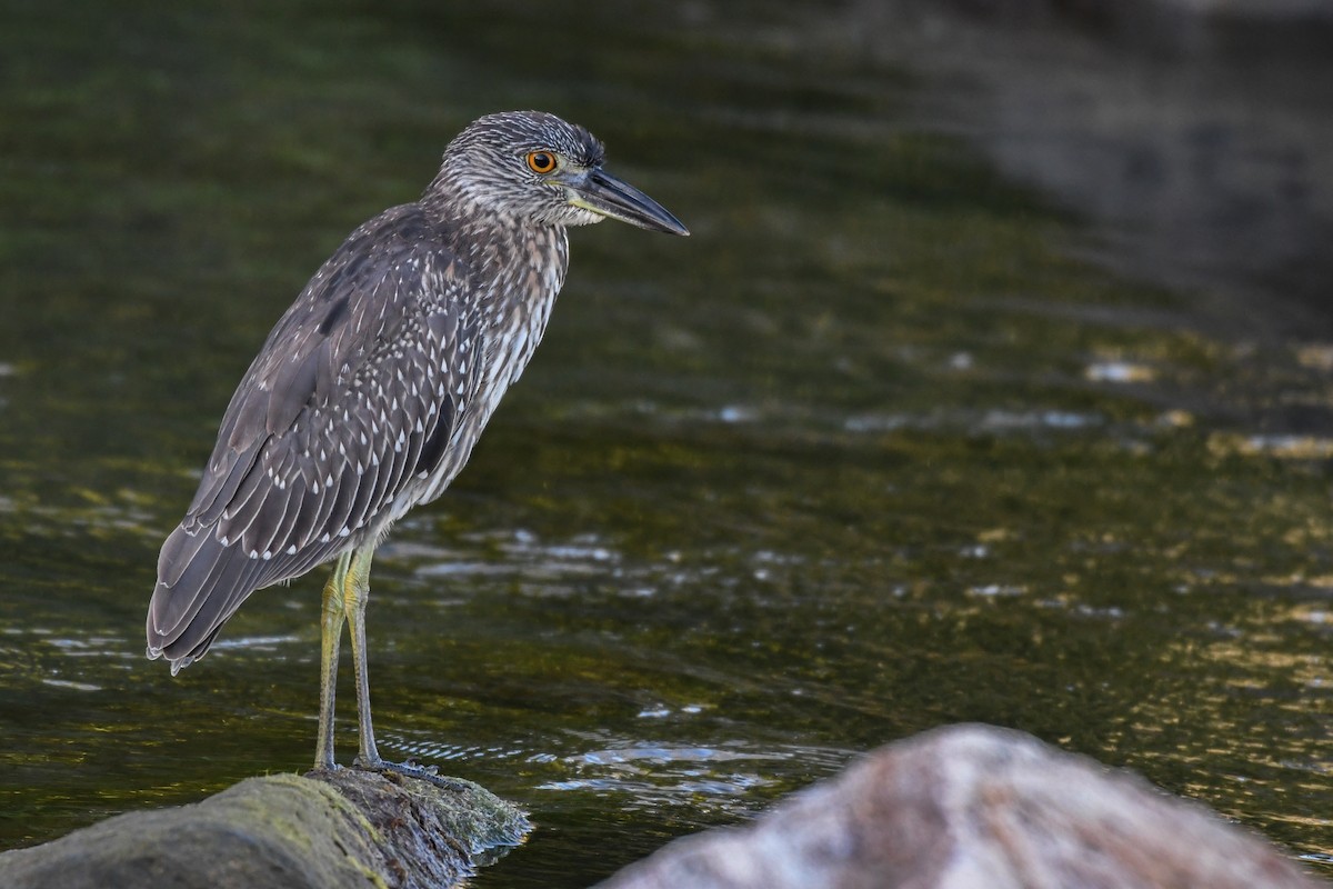 Yellow-crowned Night Heron - ML188672421