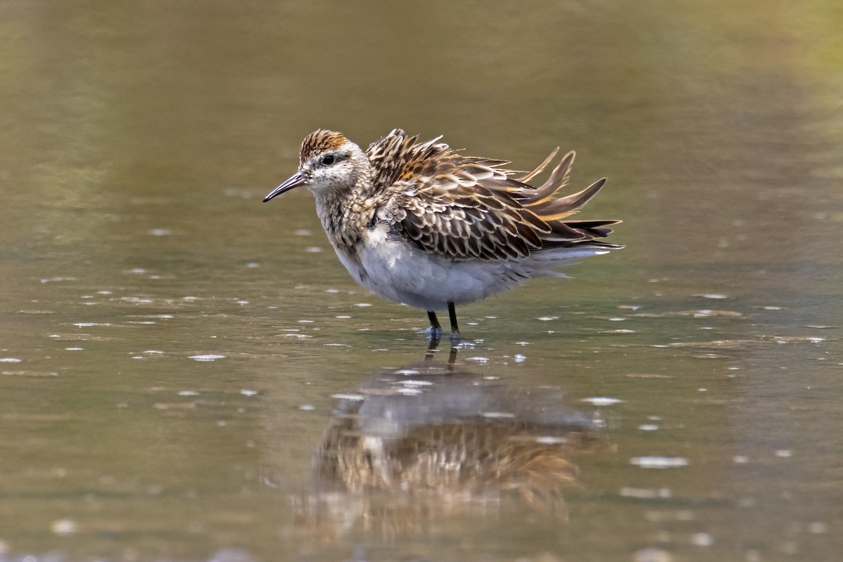 Sharp-tailed Sandpiper - Andreas Heikaus