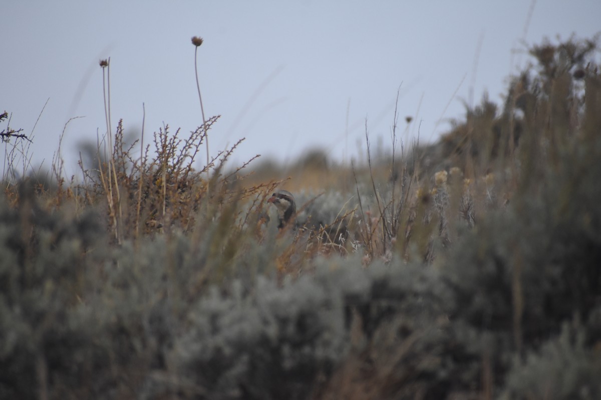 Chukar - ML188672631