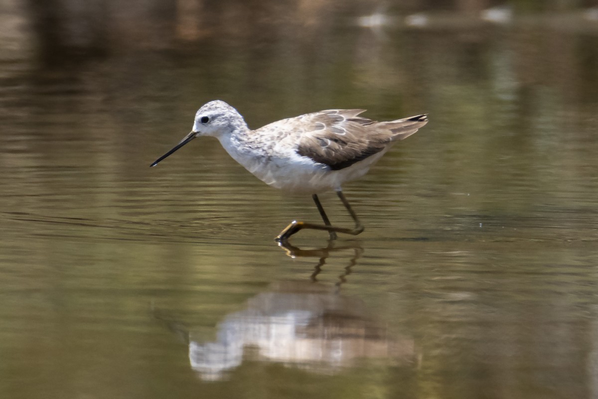 Teichwasserläufer - ML188672951