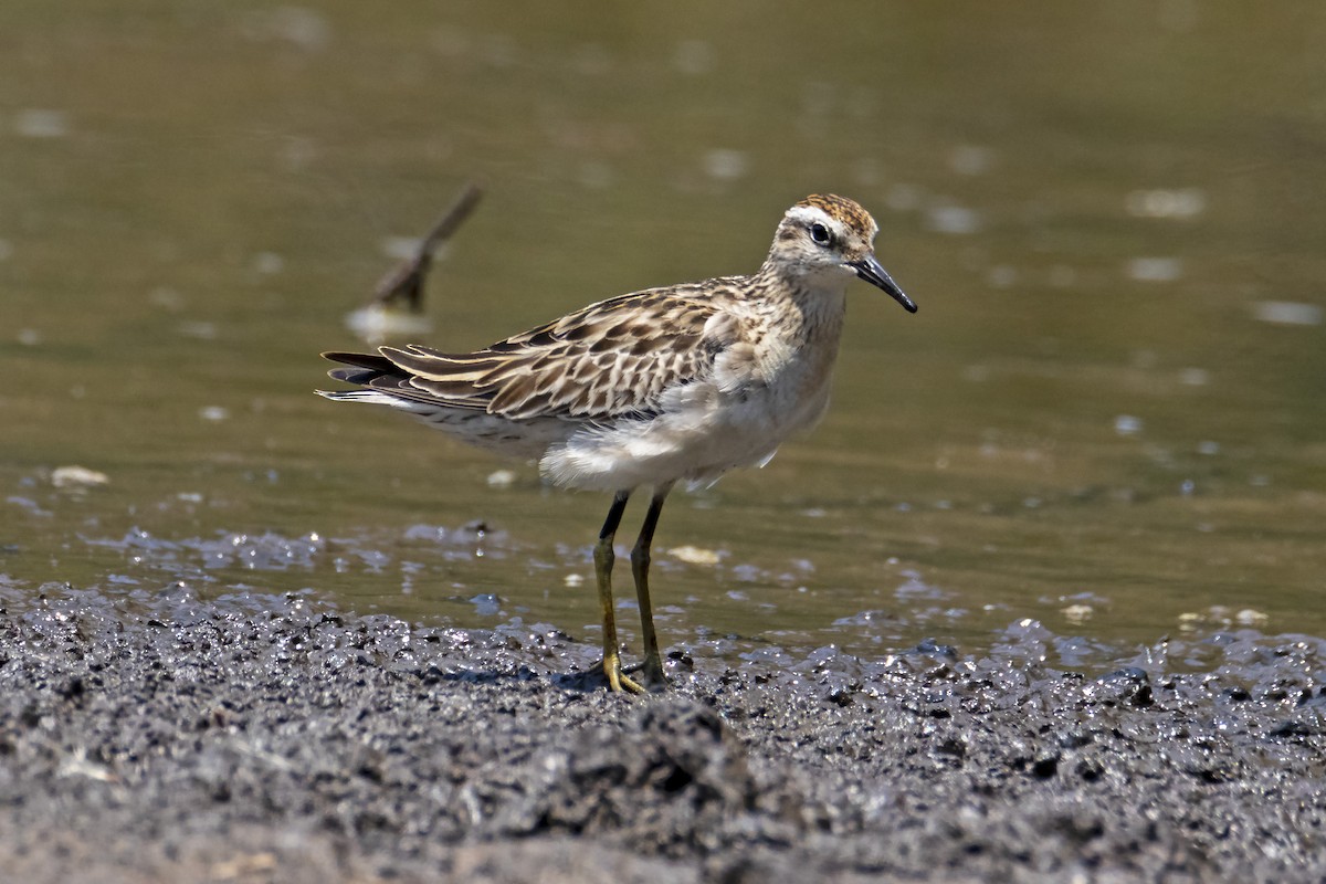 Sharp-tailed Sandpiper - ML188673201