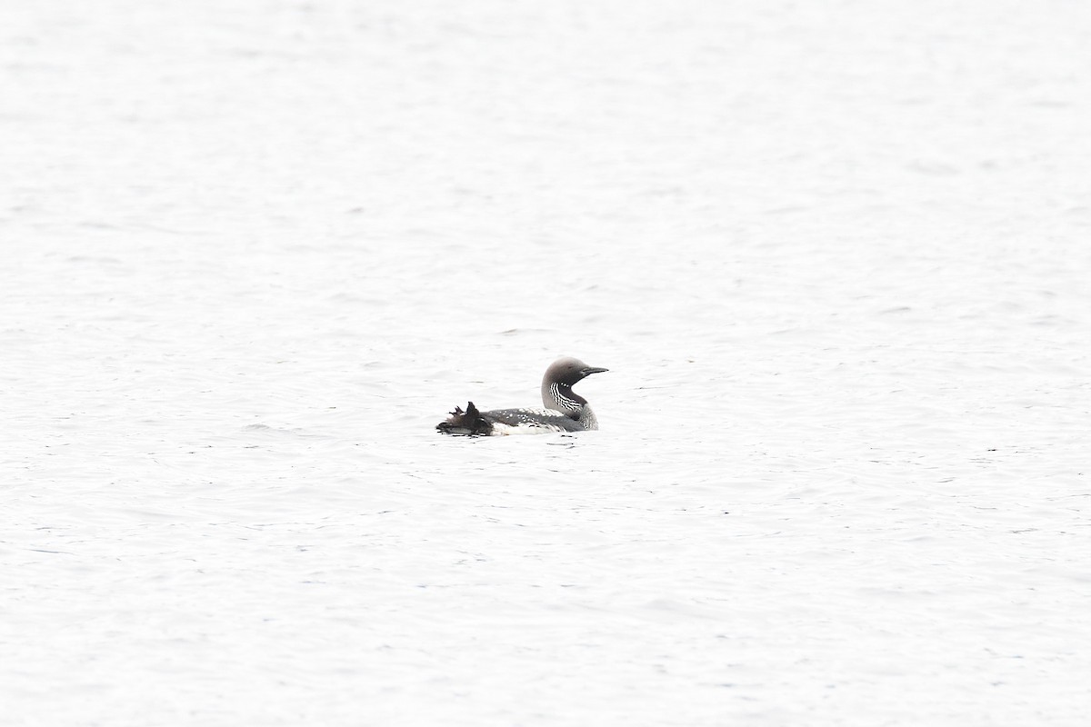 Arctic Loon - terence zahner