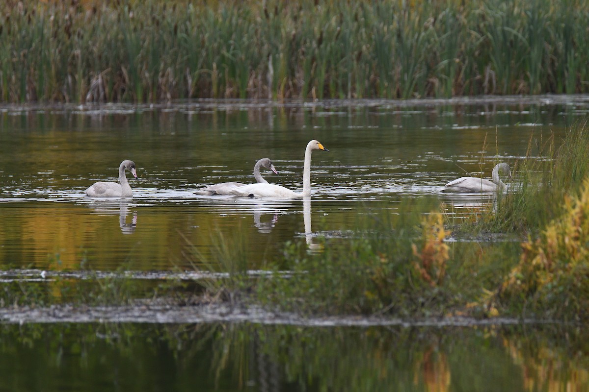 Whooper Swan - terence zahner