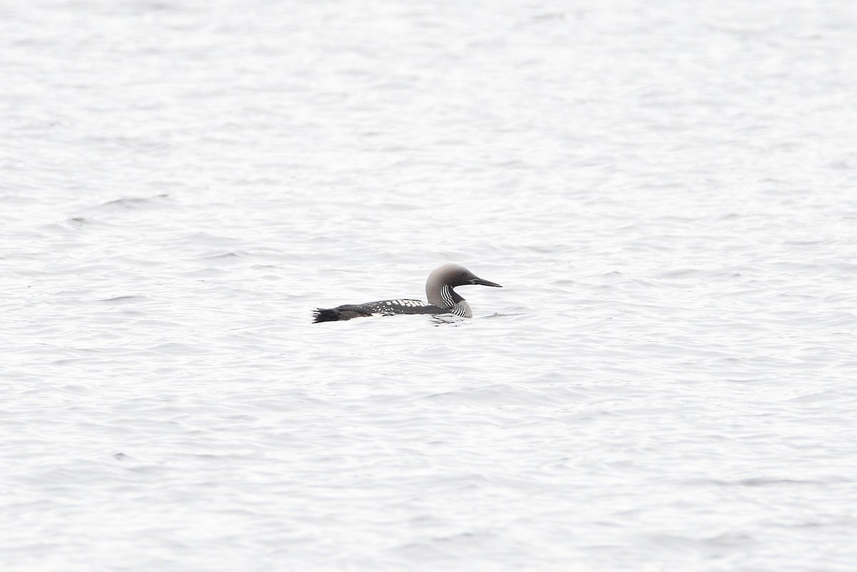 Arctic Loon - terence zahner